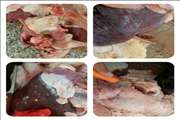 لاشه یک رأس گاو مبتلا به سپتی سمی در کشتارگاه شهرستان گیلانغرب از چرخه مصرف انسانی خارج شد.