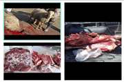 رئیس اداره دامپزشکی شهرستان کرمانشاه از کشف و امحاء بیش از 400 کیلوگرم گوشت و آلایش دامی غیرقابل مصرف در شهرستان کرمانشاه خبر داد.