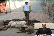 دفن بهداشتی 27 راس دام تلف شده در شهرستان هرسین