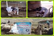 در راستای خدمت رسانی به مناطق محروم و کم برخوردار شهرستان  کنگاور 