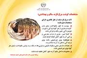 مشخصات گوشت مرغ تازه