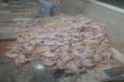 ۱۳۲۰ قطعه مرغ به وزن ۳۳۱۰ کیلو گرم غیر قابل مصرف انسانی با هوشیاری مسئول فنی مستقر در کشتارگاه از چرخه مصرف انسانی خارج شد.