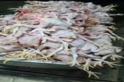 ۶۴۰ قطعه مرغ غیر قابل مصرف انسانی به وزن ۷۴۰ کیلو گرم با هوشیاری مسئول فنی مستقر در کشتارگاه از چرخه مصرف انسانی خارج شد.
