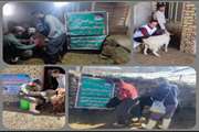 برگزاری اردوهای جهادی دامپزشکی در راستای خدمت رسانی به مناطق محروم و کم برخوردار شهرستان صحنه