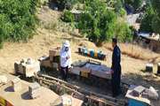 پایش کنه تروپیلا در زنبورستان‌های جوانرود