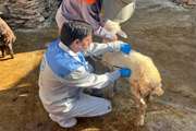 خدمت‌رسانی جهادی دامپزشکی در روستاهای صحنه با محوریت ارتقای بهداشت و سلامت