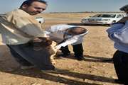 اردوی جهادی دامپزشکی در روستای سیدخلیل قصرشیرین برگزار شد