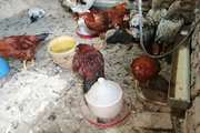 گزارش اولین رخداد کانون بیماری آنفلوانزای فوق حاد پرندگان در استان کرمانشاه