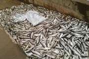  دامپزشکی روانسر 120 هزار قطعه ماهی تلف شده را دفن بهداشتی کرد
