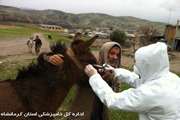 انجام تست مشمشه توسط شبکه دامپزشکی شهرستان ثلاث باباجانی