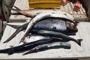 70 کیلوگرم ماهی فاسد در سنقروکلیایی کشف و معدوم شد