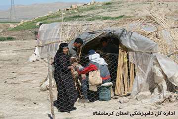 واکسیناسیون علیه بیماری تب برفکی عشایر کرمانشاه