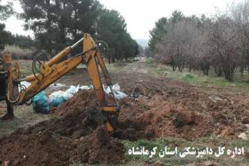 جمع آوری و دفن بهداشتی تلفات کبوتران وحشی اسلام آبادغرب توسط پرسنل شبکه دامپزشکی شهرستان اسلام آباد 