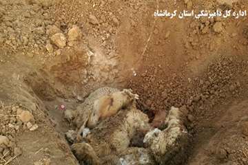 نظارت بر دفن بهداشتی لاشه های تلف شده در مناطق زلزله زده توسط اداره کل دامپزشکی استان کرمانشاه 