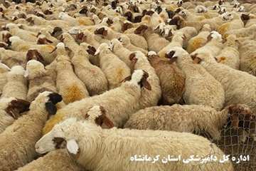 واکسیناسیون رایگان دام های عشایر علیه بیماری تب برفکی توسط شبکه دامپزشکی شهرستان گیلانغرب