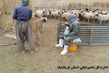 واکسیناسیون رایگان دام های عشایر علیه بیماری تب برفکی توسط شبکه دامپزشکی شهرستان گیلانغرب