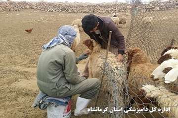 واکسیناسیون رایگان دام های عشایر علیه بیماری تب برفکی توسط شبکه دامپزشکی شهرستان گیلانغرب