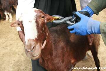 خونگیری و پلاک کوبی به منظور تشخیص دام های بروسلوزی ،توسط اداره کل دامپزشکی استان کرمانشاه