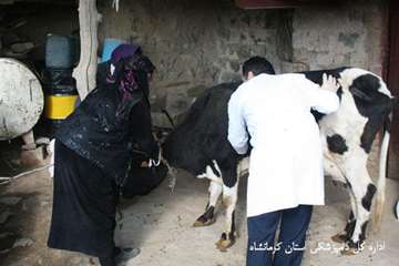ویزیت رایگان دامپزشکی استان کرمانشاه در مناطق محروم