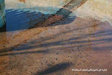 معدوم سازی بچه ماهی مبتلا به vhs