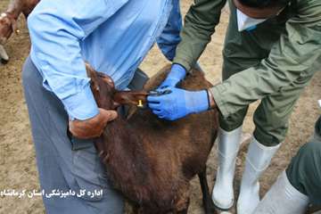 خونگیری و پلاک کوبی به منظور تشخیص دام های بروسلوزی ،توسط اداره کل دامپزشکی استان کرمانشاه