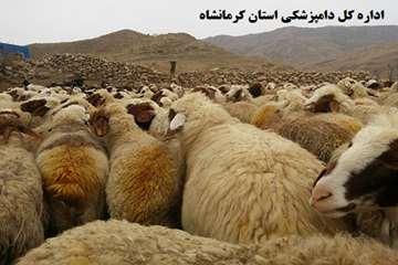 واکسیناسیون رایگان دام های عشایر علیه بیماری تب برفکی توسط شبکه دامپزشکی شهرستان گیلانغرب
