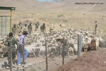 سمپاشي رايگان در دام هاي استان كرمانشاه