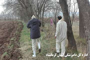جمع آوری و دفن بهداشتی تلفات کبوتران وحشی اسلام آبادغرب توسط پرسنل شبکه دامپزشکی شهرستان اسلام آباد 