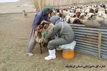 واکسیناسیون رایگان دام های عشایر علیه بیماری تب برفکی توسط شبکه دامپزشکی شهرستان گیلانغرب
