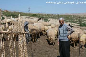 واکسیناسیون علیه بیماری تب برفکی عشایر کرمانشاه