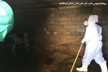 سم پاشی رایگان دامها  توسط اداره کل دامپزشکی در روستاها 