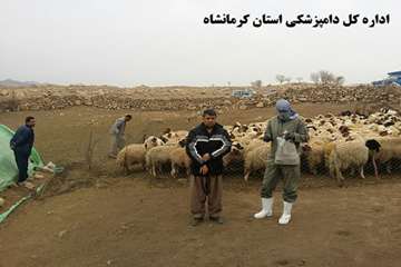 واکسیناسیون رایگان دام های عشایر علیه بیماری تب برفکی توسط شبکه دامپزشکی شهرستان گیلانغرب