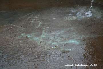 معدوم سازی بچه ماهی مبتلا به vhs