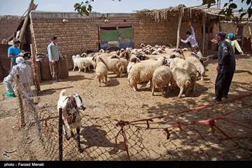 واکسیناسیون دام سبک در استان کرمانشاه