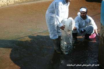 معدوم سازی بچه ماهی مبتلا به vhs