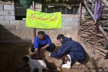 ارائه خدمات رایگان دامپزشکی شهرستان ثلاث باباجانی در روستای محروم زلزله زده