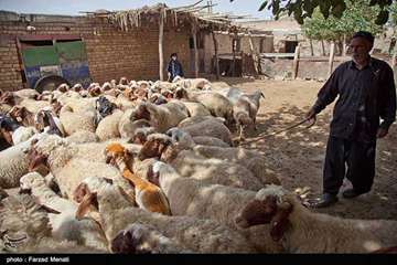 واکسیناسیون دام سبک در استان کرمانشاه
