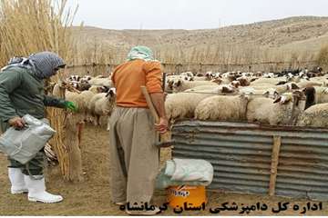 واکسیناسیون رایگان دام های عشایر علیه بیماری تب برفکی توسط شبکه دامپزشکی شهرستان گیلانغرب