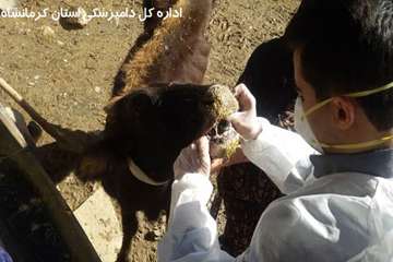 بررسی و واکسیناسیون  دام در شهرستان ثلاث باباجانی