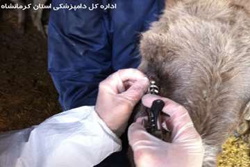 انجام تست مشمشه توسط شبکه دامپزشکی شهرستان ثلاث باباجانی