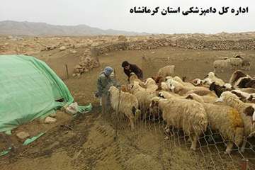 واکسیناسیون رایگان دام های عشایر علیه بیماری تب برفکی توسط شبکه دامپزشکی شهرستان گیلانغرب