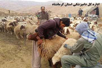 واکسیناسیون رایگان دام های عشایر علیه بیماری تب برفکی توسط شبکه دامپزشکی شهرستان گیلانغرب