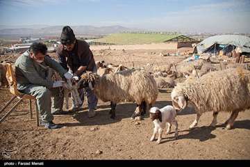 واکسیناسیون دام عشایر در استان کرمانشاه