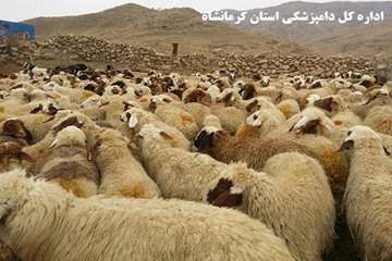 واکسیناسیون رایگان دام های عشایر علیه بیماری تب برفکی توسط شبکه دامپزشکی شهرستان گیلانغرب