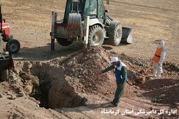 نظارت بر دفن بهداشتی لاشه های تلف شده در مناطق زلزله زده توسط اداره کل دامپزشکی استان کرمانشاه 
