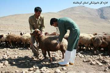 اردوی جهادی خدمات رسانی  رایگان اداره کل دامپزشکی استان کرمانشاه 