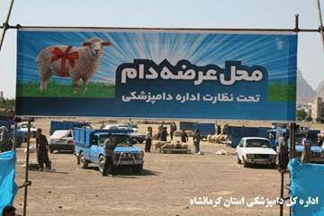 نظارت بهداشتی دامپزشکی استان کرمانشاه بر دام های قربانی 