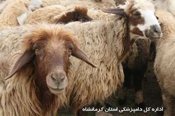 بازدید مدیر کل دیوان محاسبات استان از عشایر گونبان شهرستان هرسین