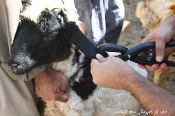 واكسيناسيون دامهاي استان عليه بيماري تب مالت