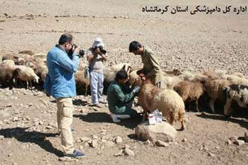 اردوی جهادی خدمات رسانی  رایگان اداره کل دامپزشکی استان کرمانشاه 